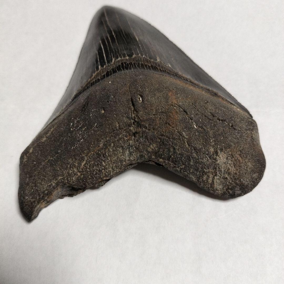 メガドロン　化石　歯　標本　鉱物