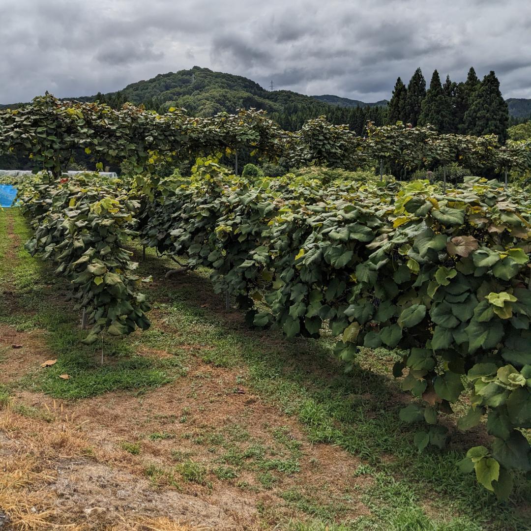 【農家直送】山形県月山山麓 山ぶどう １０kg ①