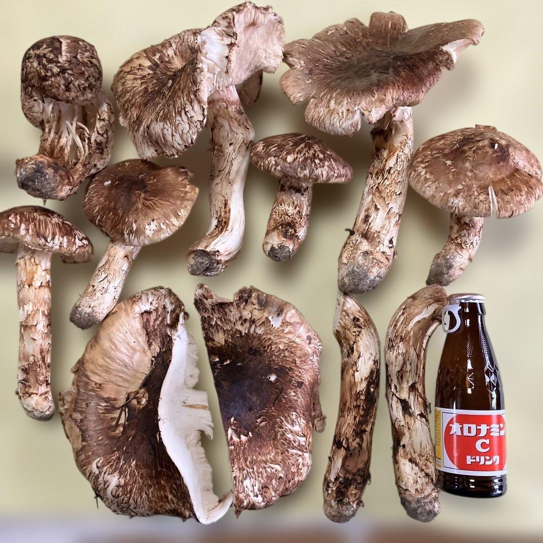 岩手県産松茸　訳あり　1.２８kg