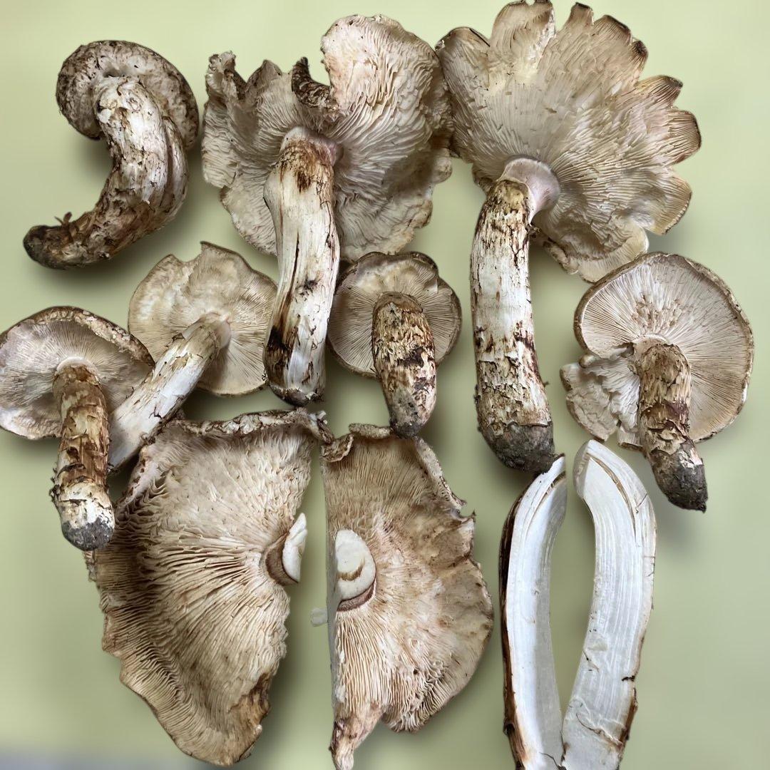 岩手県産松茸　訳あり　1.２８kg