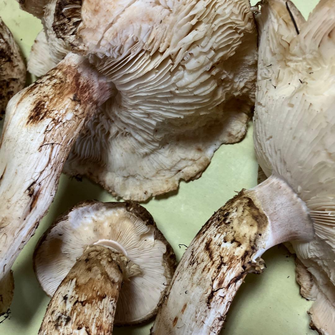 岩手県産松茸　訳あり　1.２８kg