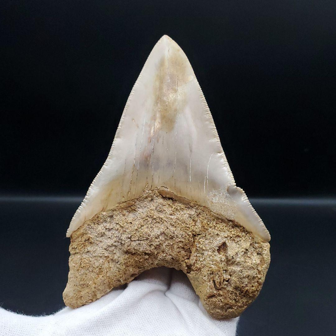 極上 メガロドン 歯 化石 本物 インドネシア 117.24mm mg15