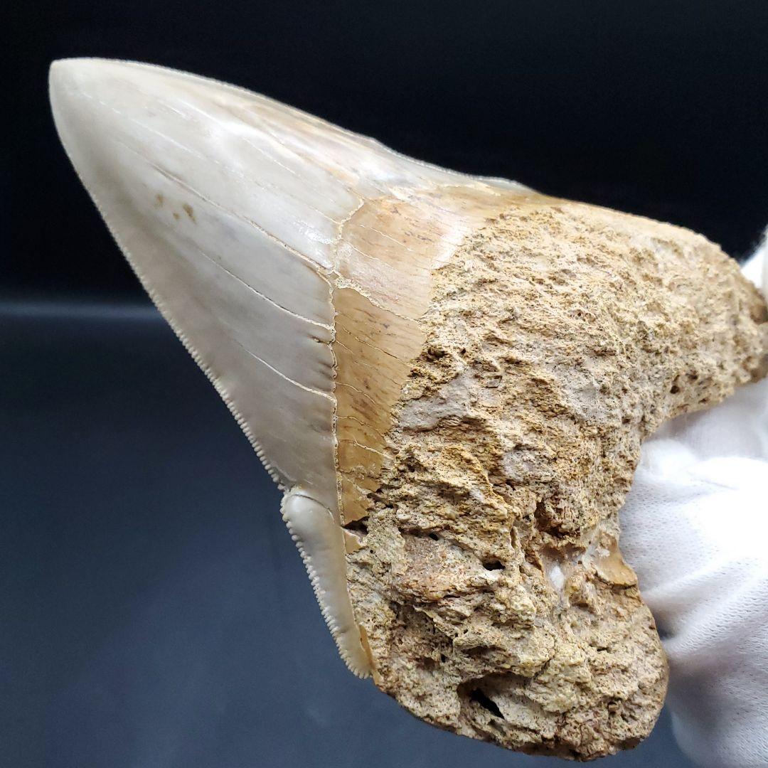 極上 メガロドン 歯 化石 本物 インドネシア 117.24mm mg15