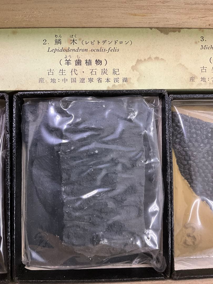 示準化石模型 5種セット 三葉虫 羊歯植物 床板さんご アンモナイトサメの歯