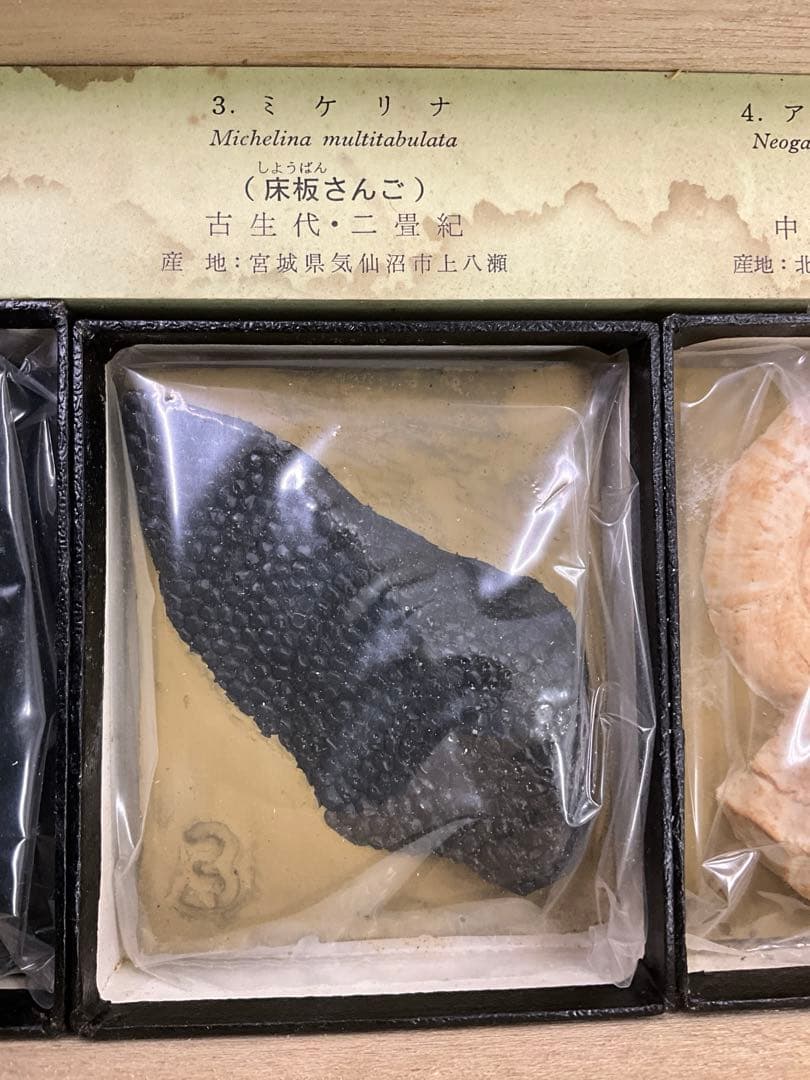 示準化石模型 5種セット 三葉虫 羊歯植物 床板さんご アンモナイトサメの歯