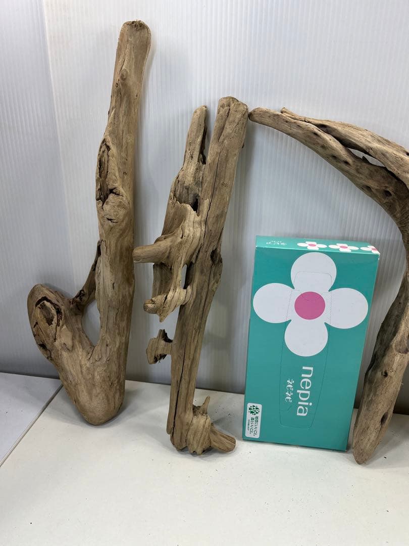 t55アク抜き済み流木セット 爬虫類シェルター 登り木 インテリア エアプランツ