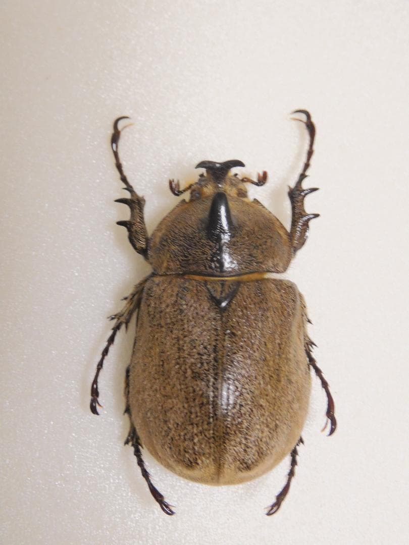 アルゼンチン産　ヨルゲンセンゾウカブト　38mm