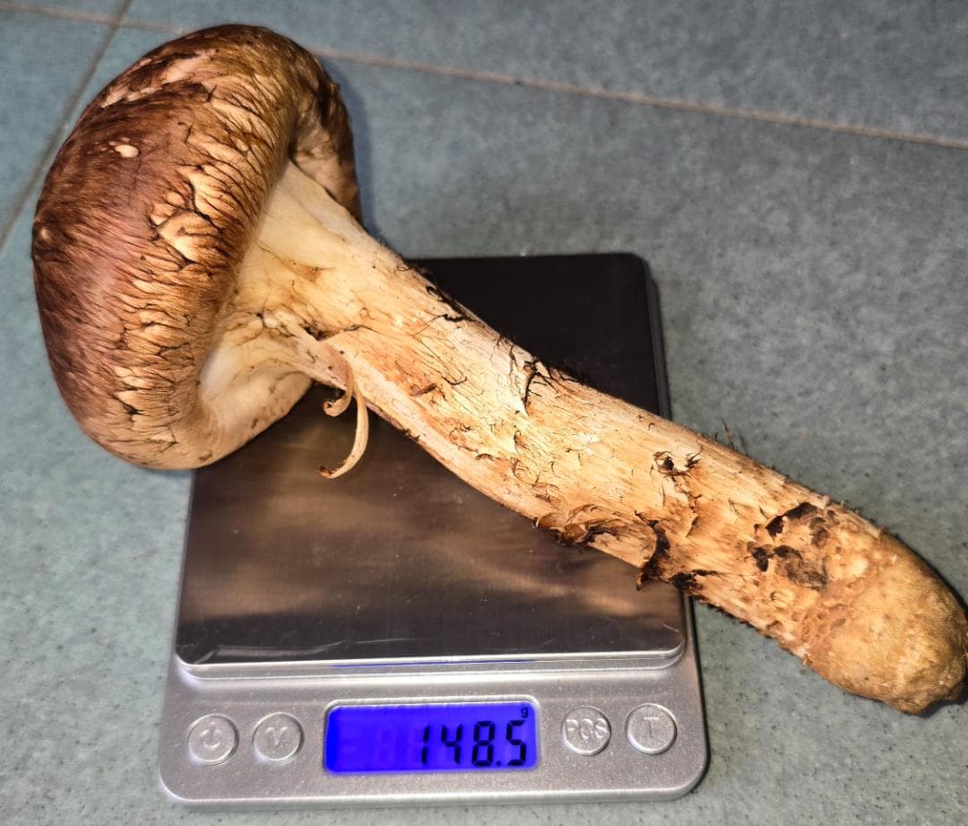 松茸 岩手県産 525g 極上 10月18日