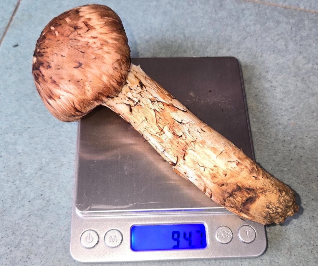 松茸 岩手県産 525g 極上 10月18日