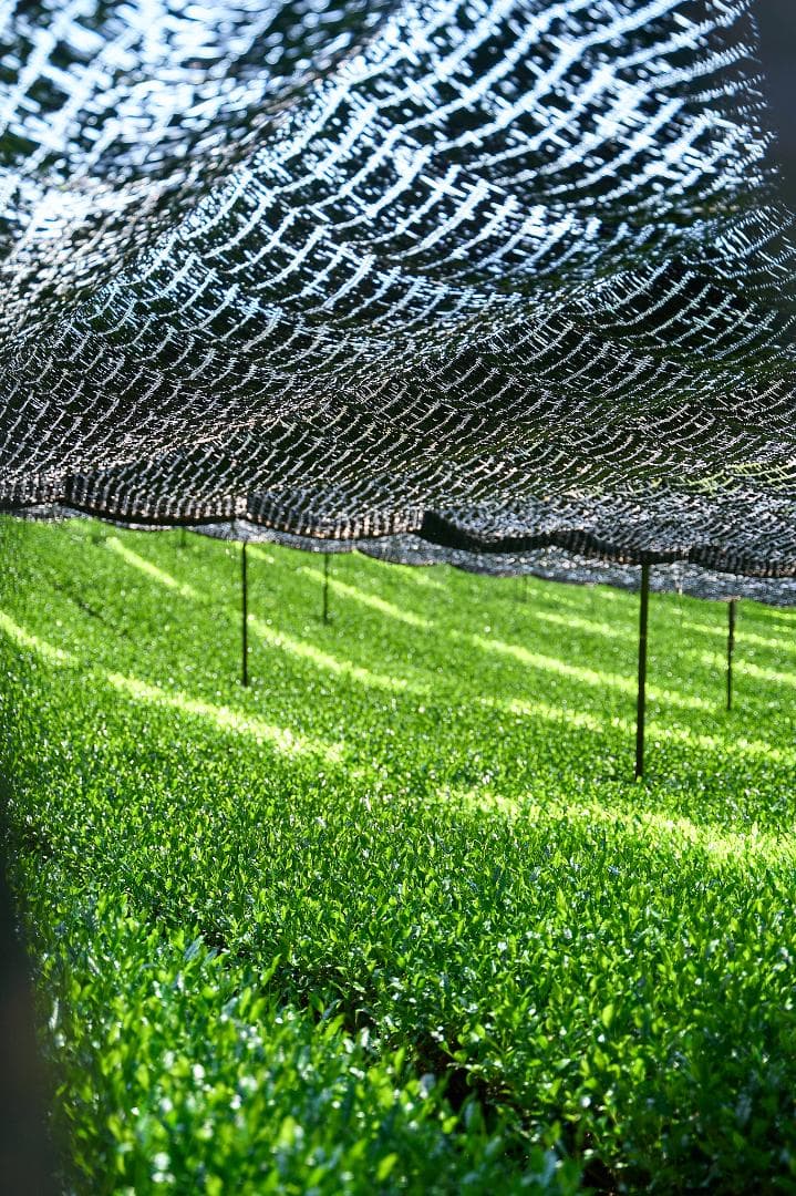 【3缶セット】京都和束町産のオーガニック抹茶缶（シングルオリジン）