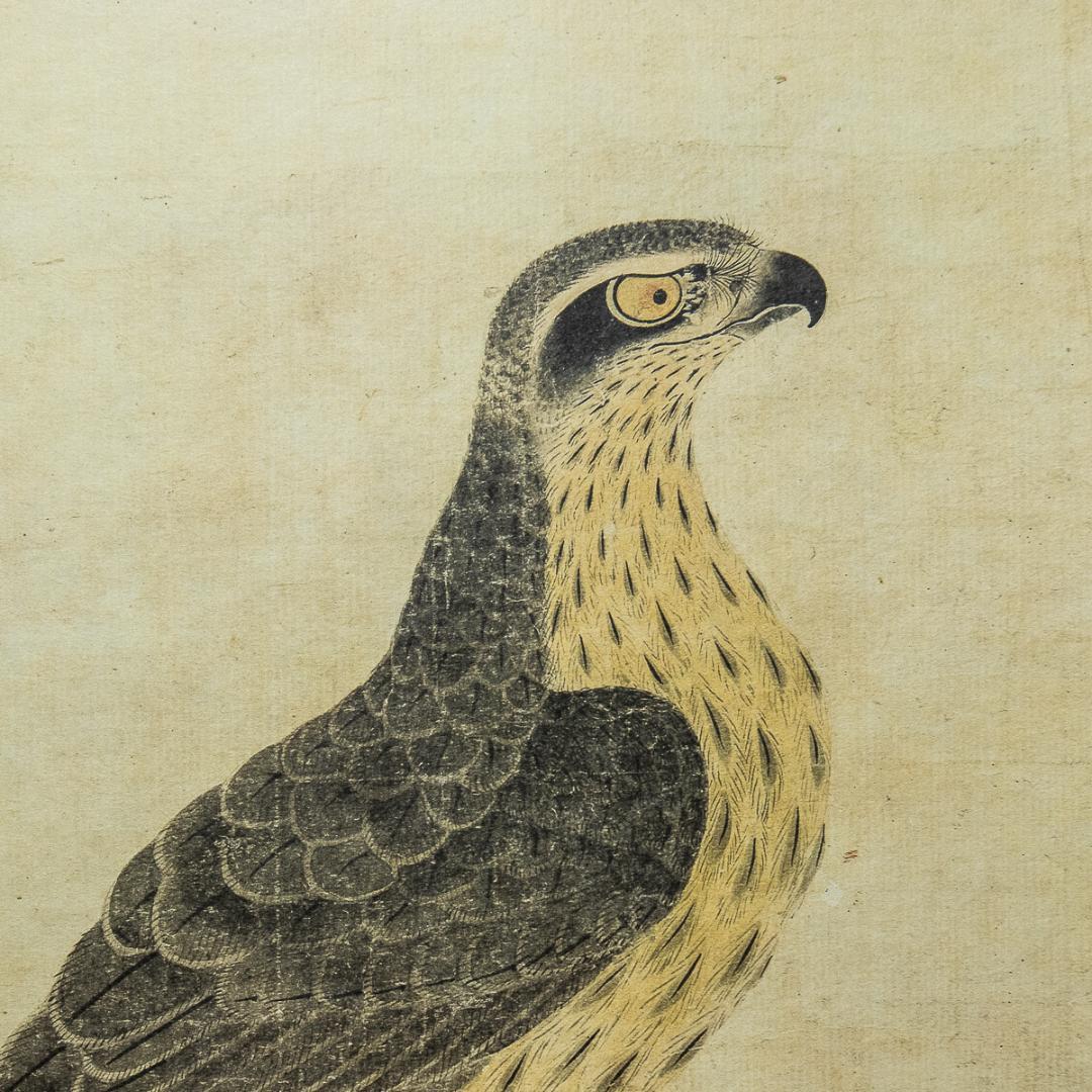 掛軸-1011　土岐頼芸　鷹図　印刷工芸作品　土岐の鷹　国盗り物語