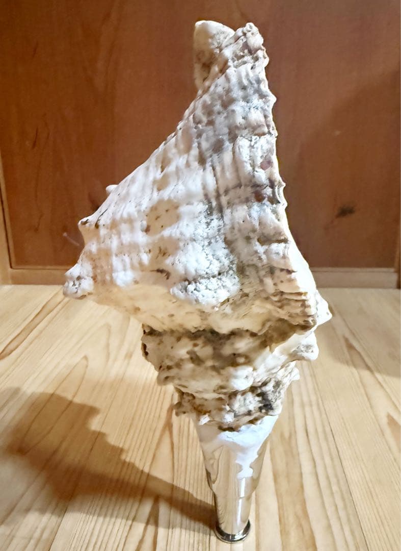 希少　特大　肉厚オオナルト法螺貝　ほら貝　ホラガイ❣️