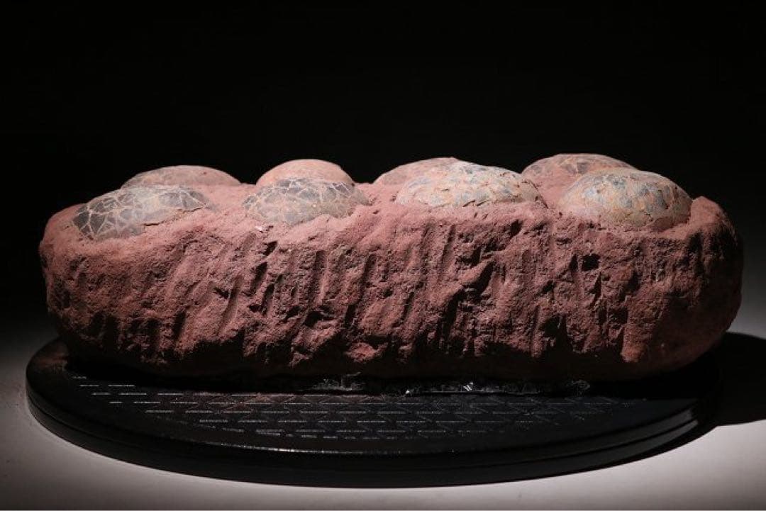 ☆赤字☆【入手困難】博物館クラスサイズ 海外産　ハドロサウルスの卵の巣　8個 !