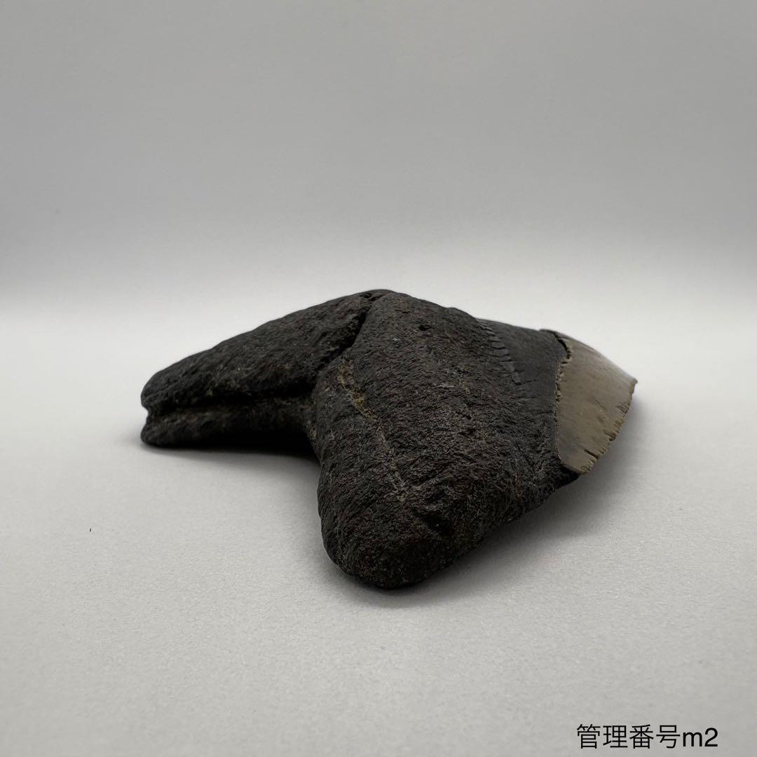 本物　メガロドンの歯　化石　サメ　10cm アメリカ合衆国