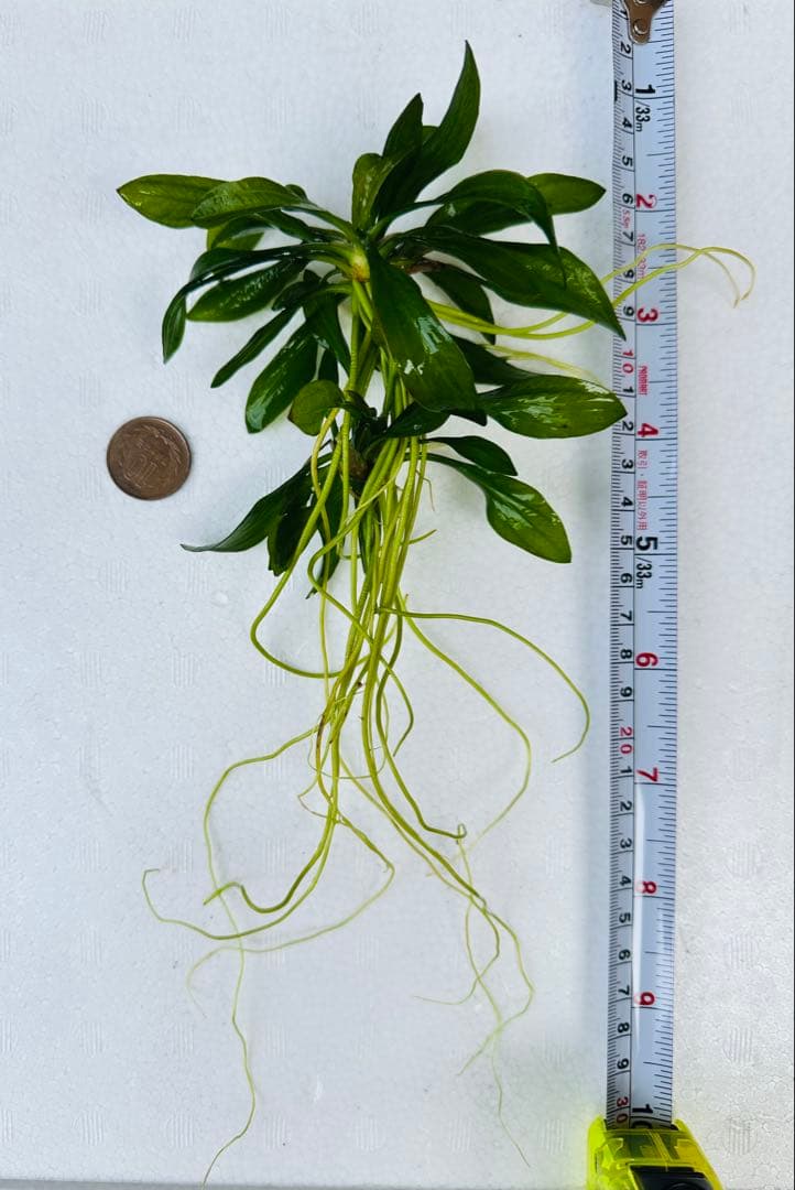 水草　エキノドルス・サターン　2株　30cm 鮮やかなグリーン