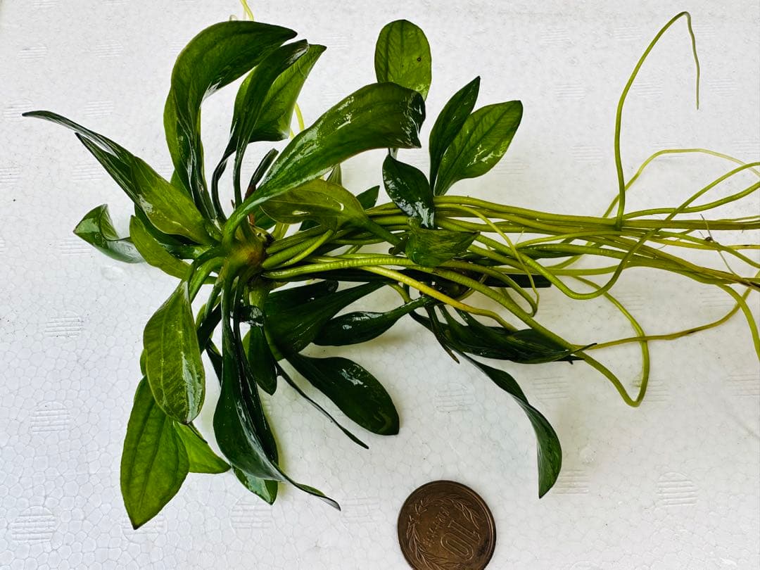 水草　エキノドルス・サターン　2株　30cm 鮮やかなグリーン