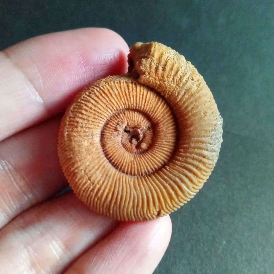 ドイツ産　ジュラ紀　アンモナイト　２点