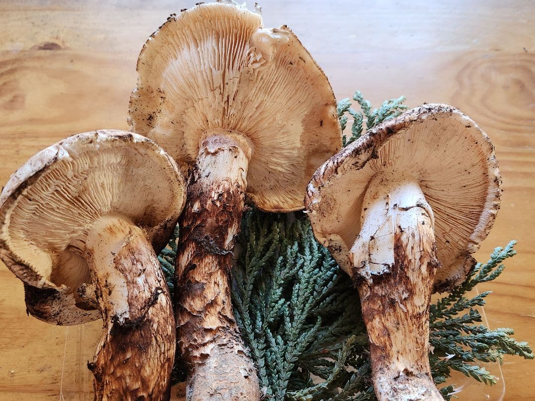 北海道産松茸 訳あり‼️　560g