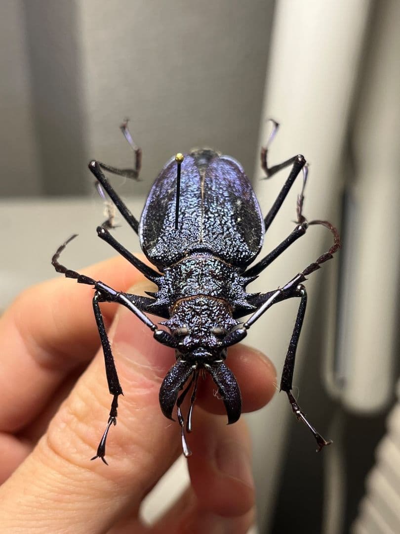 【B品BLUE】ルリオニカミキリ ムラサキオニノコギリカミキリ 　昆虫標本