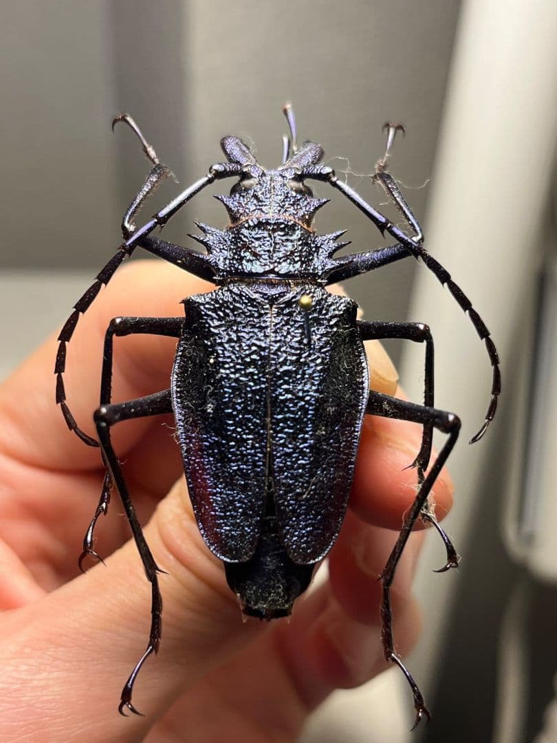 【B品BLUE】ルリオニカミキリ ムラサキオニノコギリカミキリ 　昆虫標本