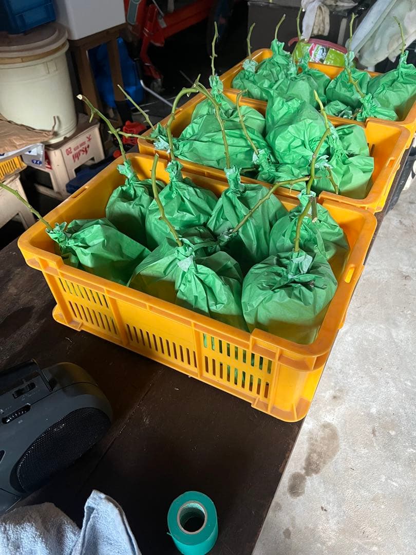 【9/24発送】4kg箱 山形県産 朝採れ シャインマスカット 袋入り