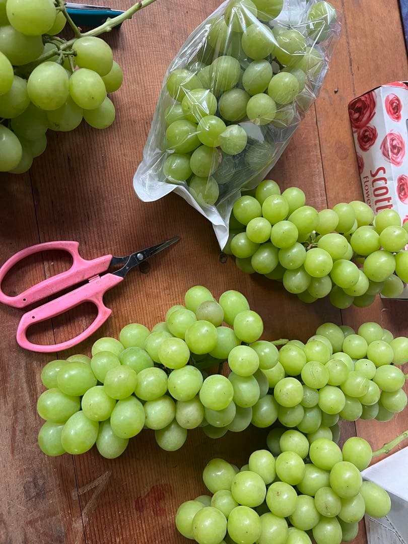 【9/24発送】4kg箱 山形県産 朝採れ シャインマスカット 袋入り