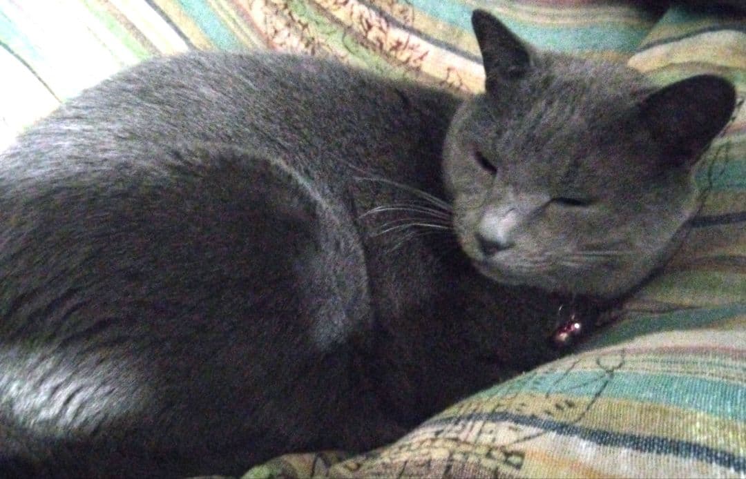 キャットタワー 185 cm 宇宙船　爪とぎ付　縁張り　木製　ツリー　ウッド