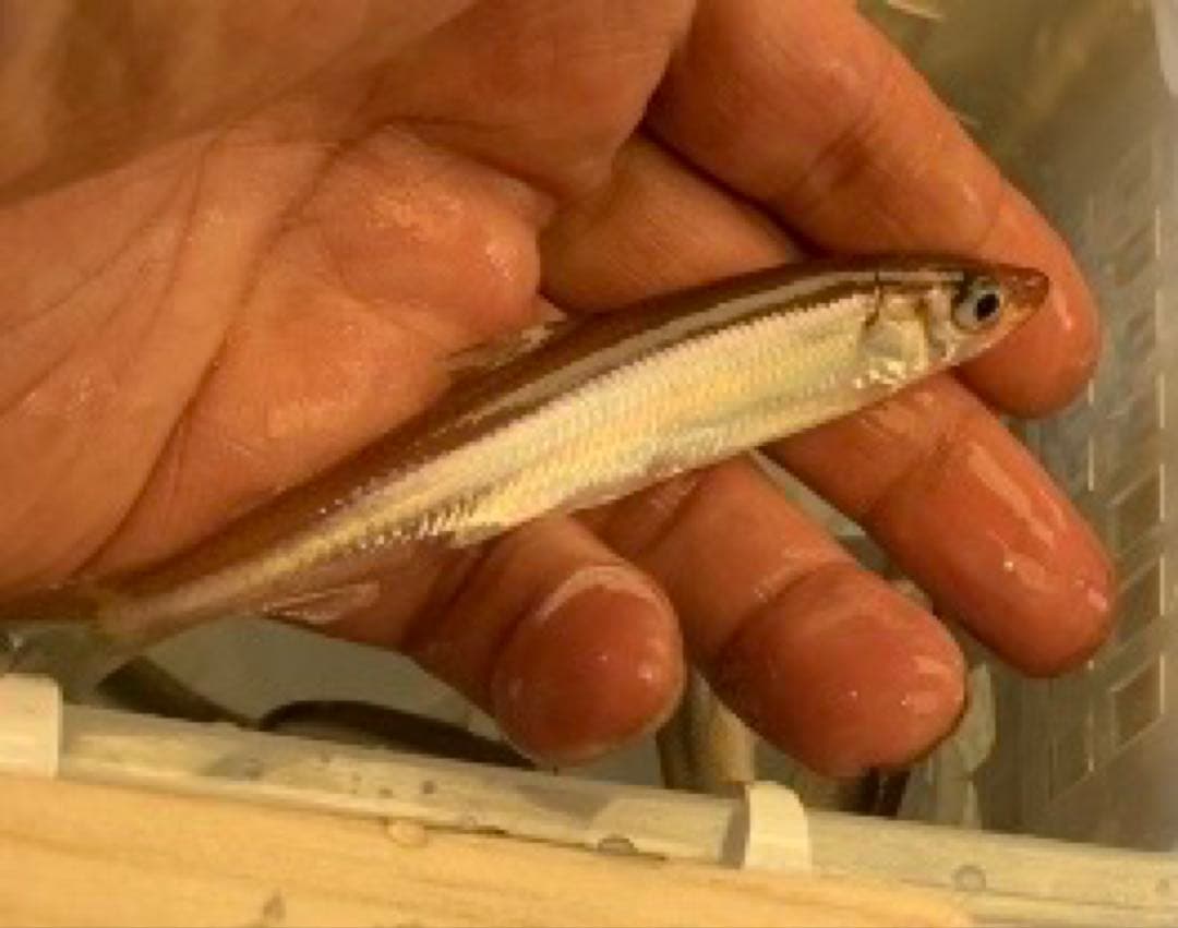 オススメ　ワカサギ釣り　ステンレス穂先　２本　　　　　　　全長約 275ミリ