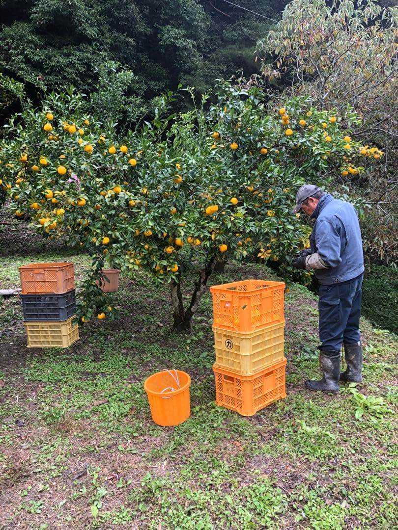 柚子酢　ゆず100%果汁 720ml 12本
