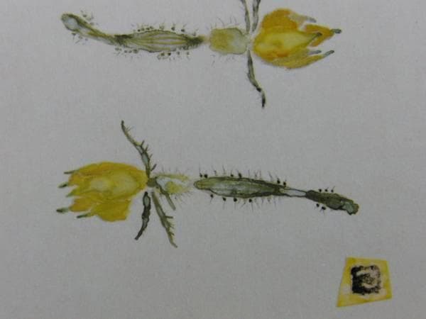 片岡鶴太郎、【きゅうりの花】、希少画集・額装画、新品・日本製額縁付