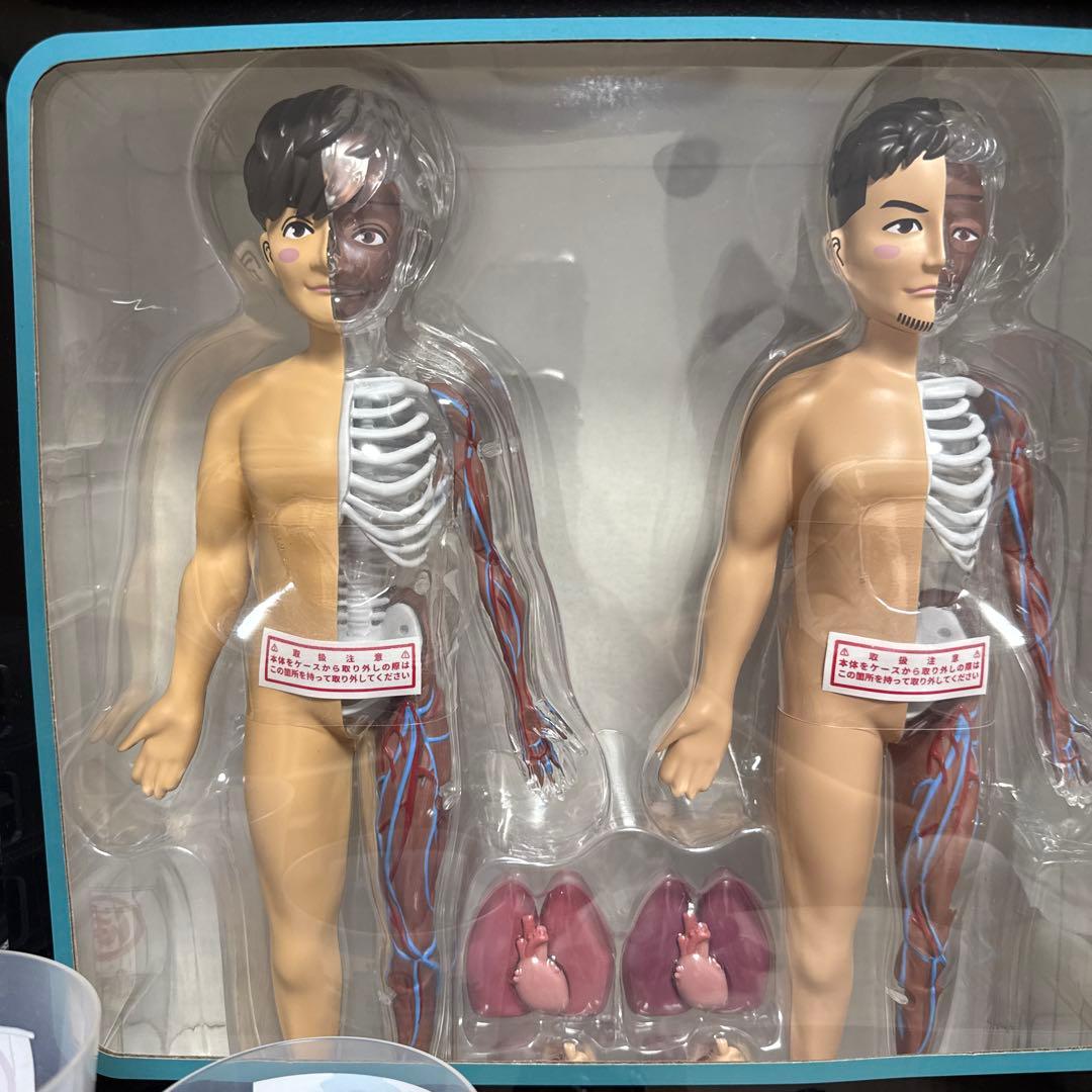 今月限定価格【最安値】ポルノグラフィティ　人体模型【レア】