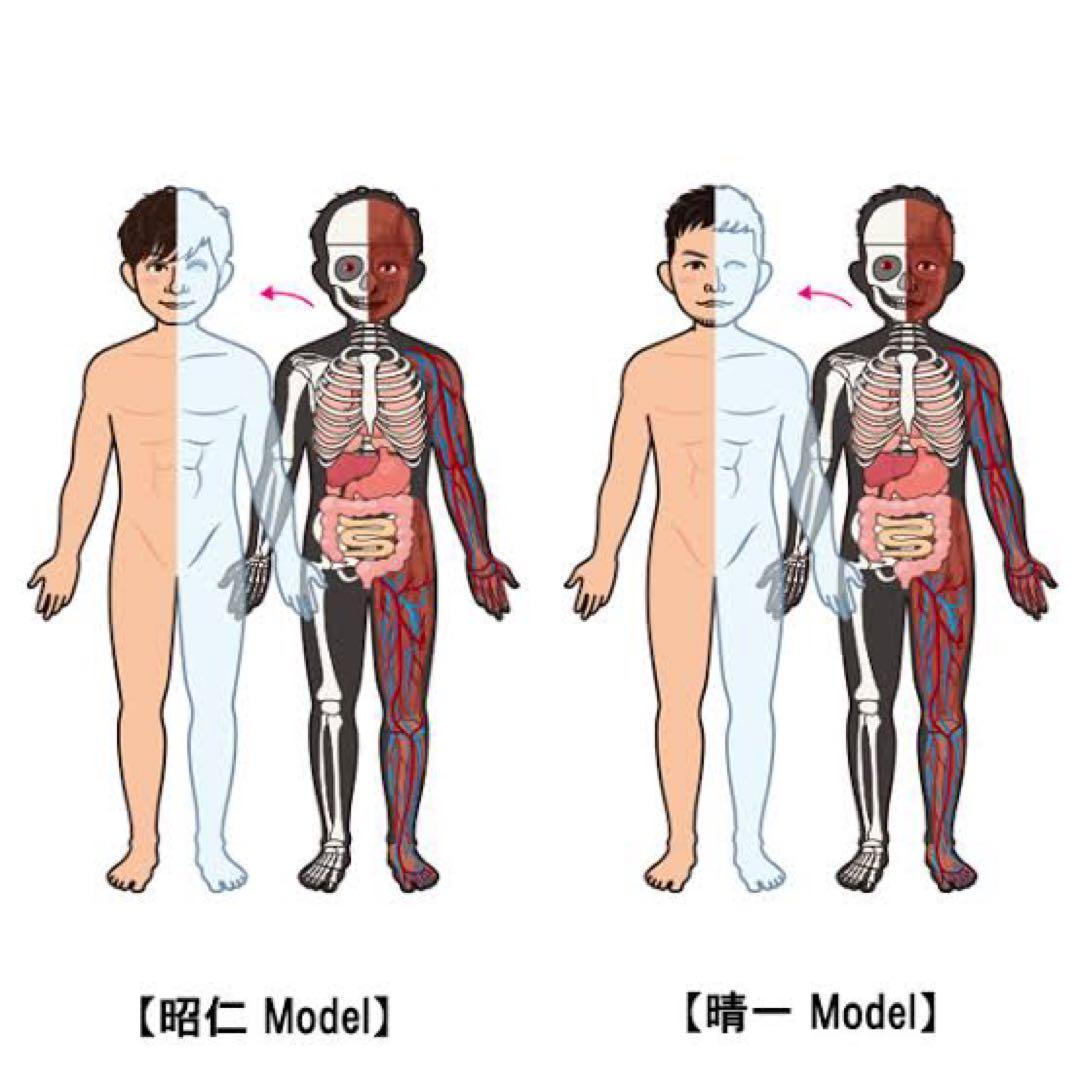 今月限定価格【最安値】ポルノグラフィティ　人体模型【レア】