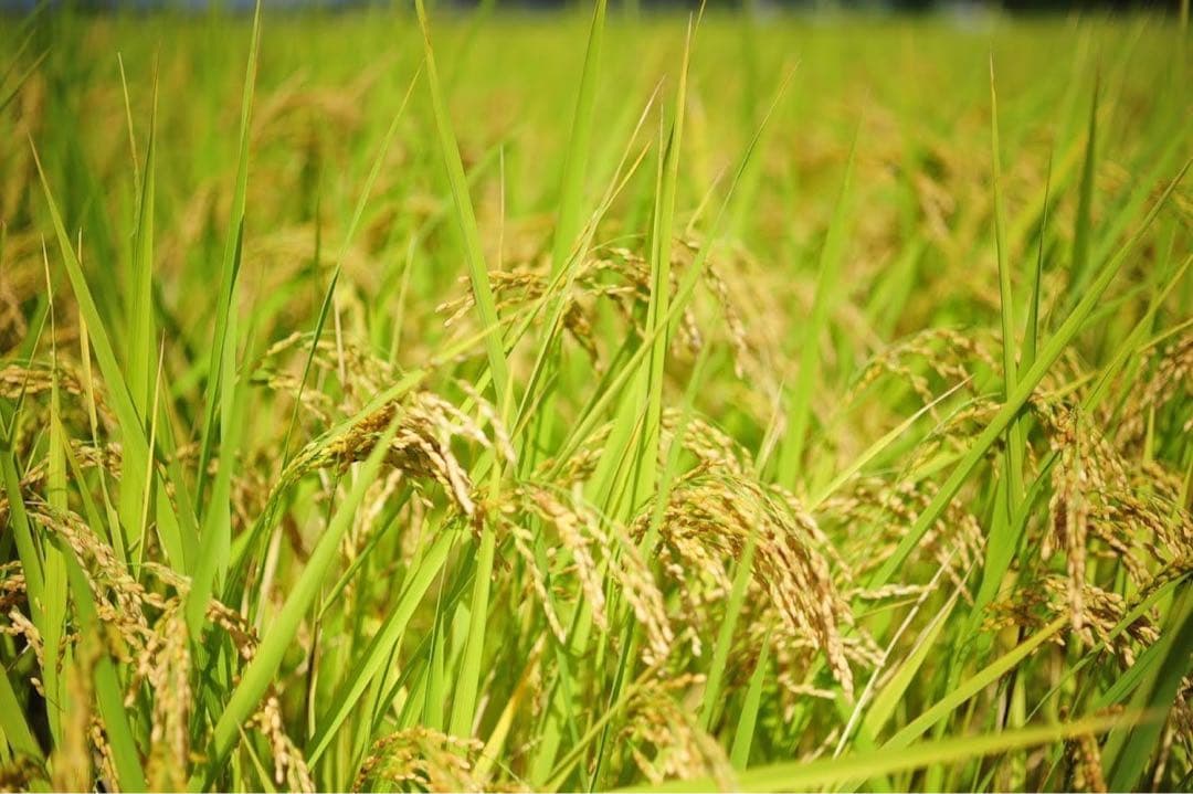 精米済み20キロ【農家直送！】新潟県産こしいぶき　特別栽培米　7年産　低温冷蔵