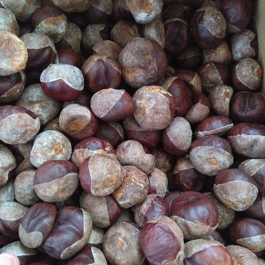 無農薬栃の実9.7キロ