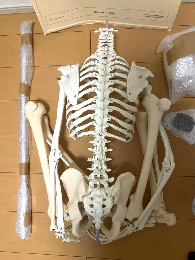 人体模型 骨格模型 + 解剖学ポスター