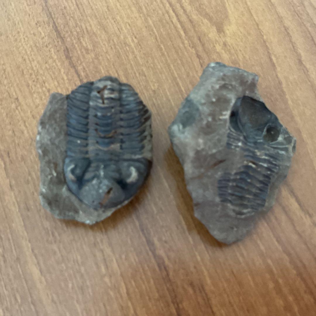 トリロバイト化石 約4cm x 3cm,南米からのお土産です