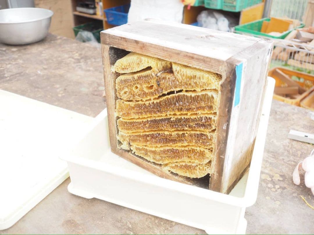 日本蜜蜂完熟ハチミツ（秋蜜、600g✕2瓶）