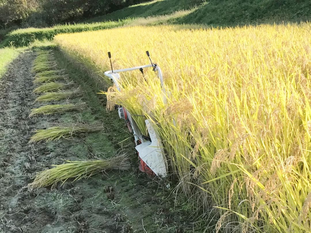 【新米】令和7年 昔ながらの「稲架掛け米」天日干し ササニシキ 白米 10Kg