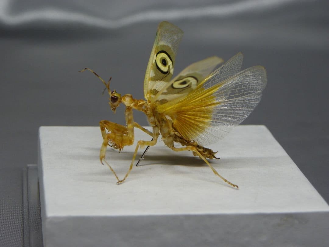 アフリカメダマカマキリ　ペア　立体標本