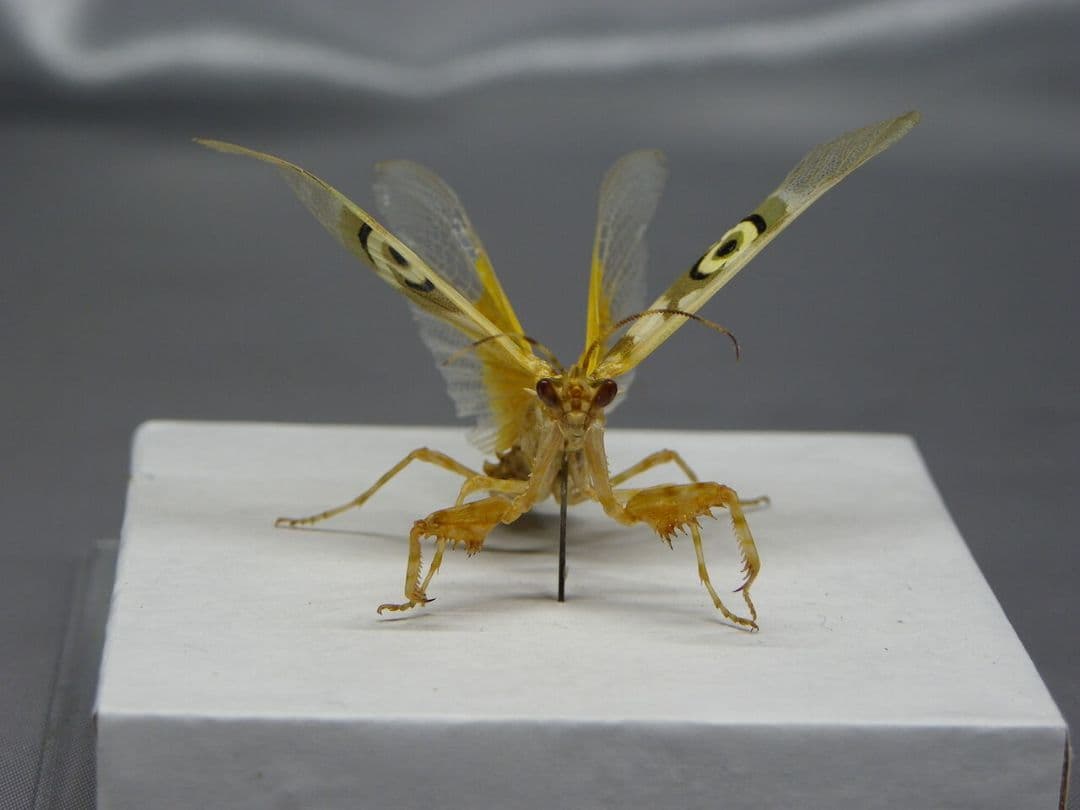 アフリカメダマカマキリ　ペア　立体標本