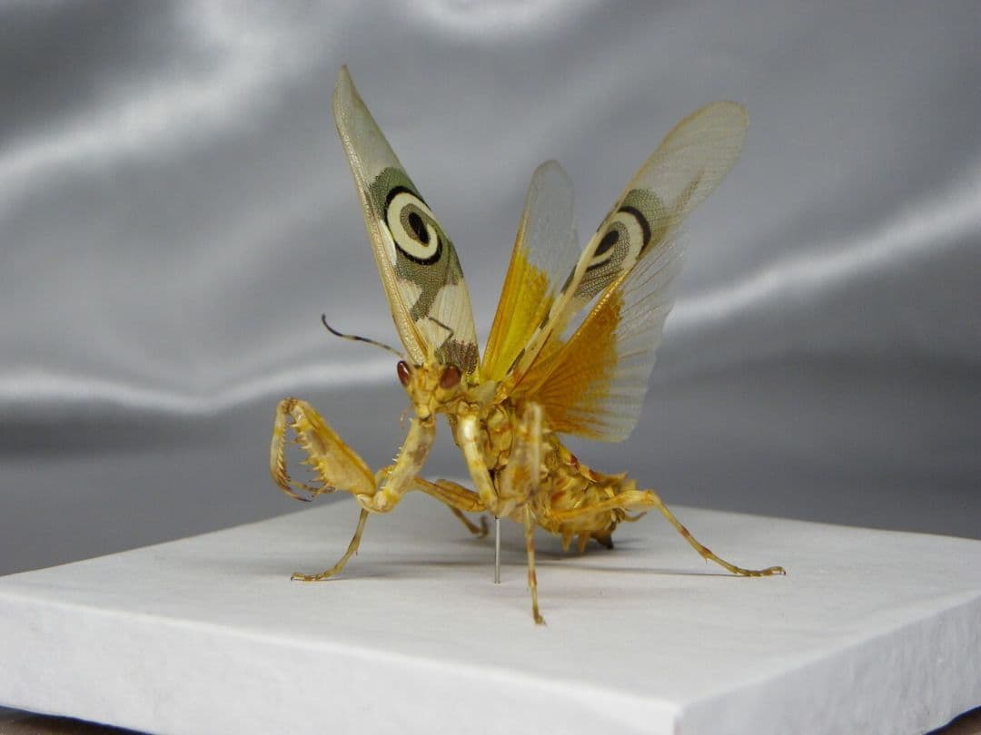 アフリカメダマカマキリ　ペア　立体標本