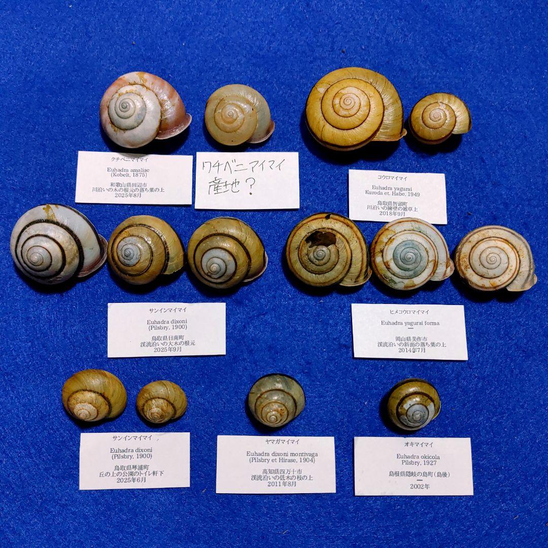 クチベニマイマイ　カタツムリ　マイマイ　貝殻　標本