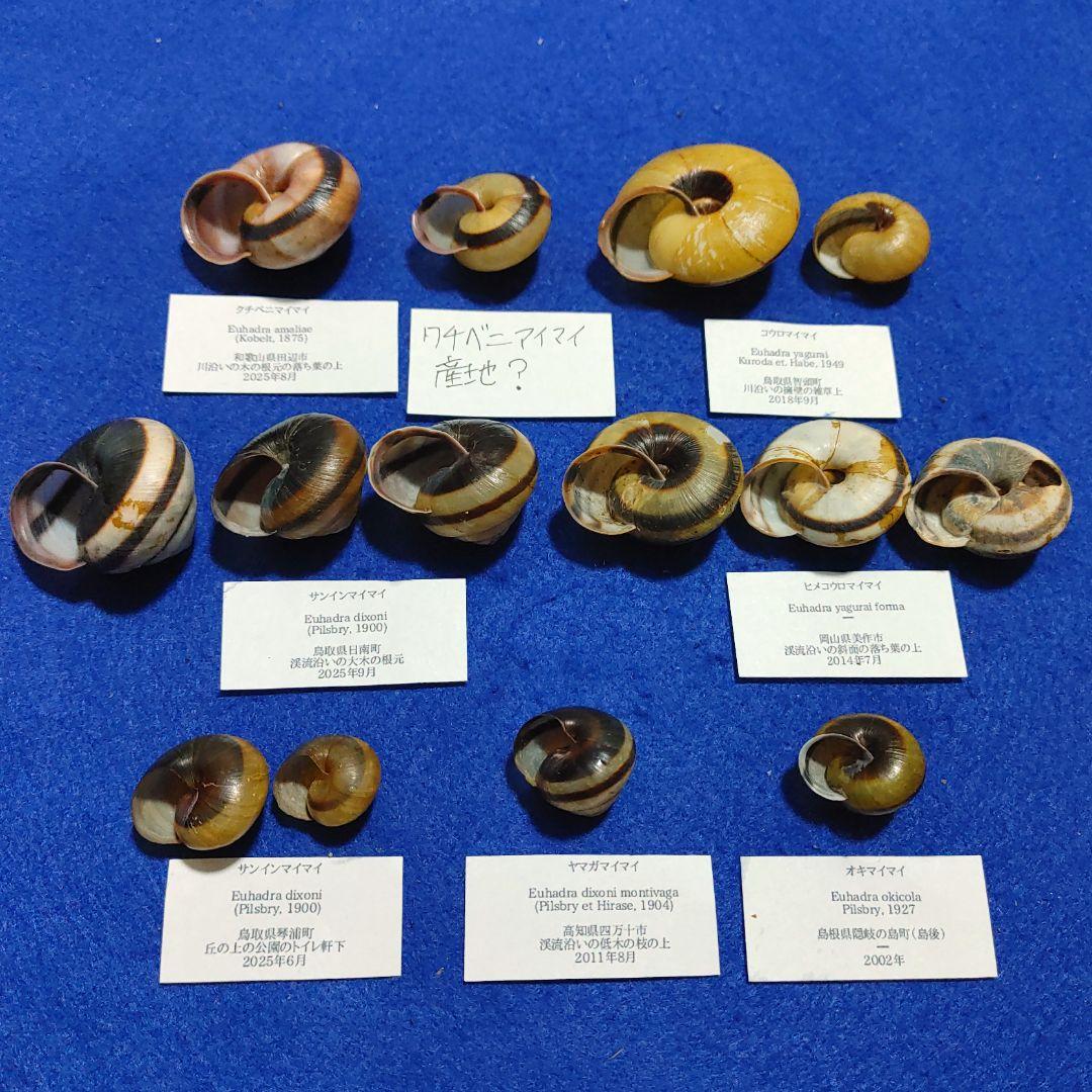 クチベニマイマイ　カタツムリ　マイマイ　貝殻　標本