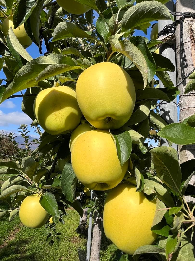 青森県産りんご✨10kg3種ミックス❣️ふじ✨シナノゴールド✨名月