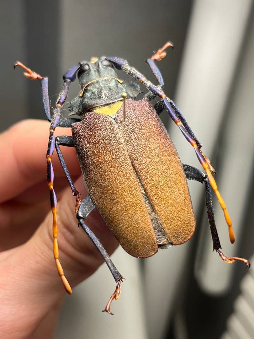 【53mm】ルリヒゲノコギリカミキリ 標本ナンベイオオタガメ ハナムグリカナブン