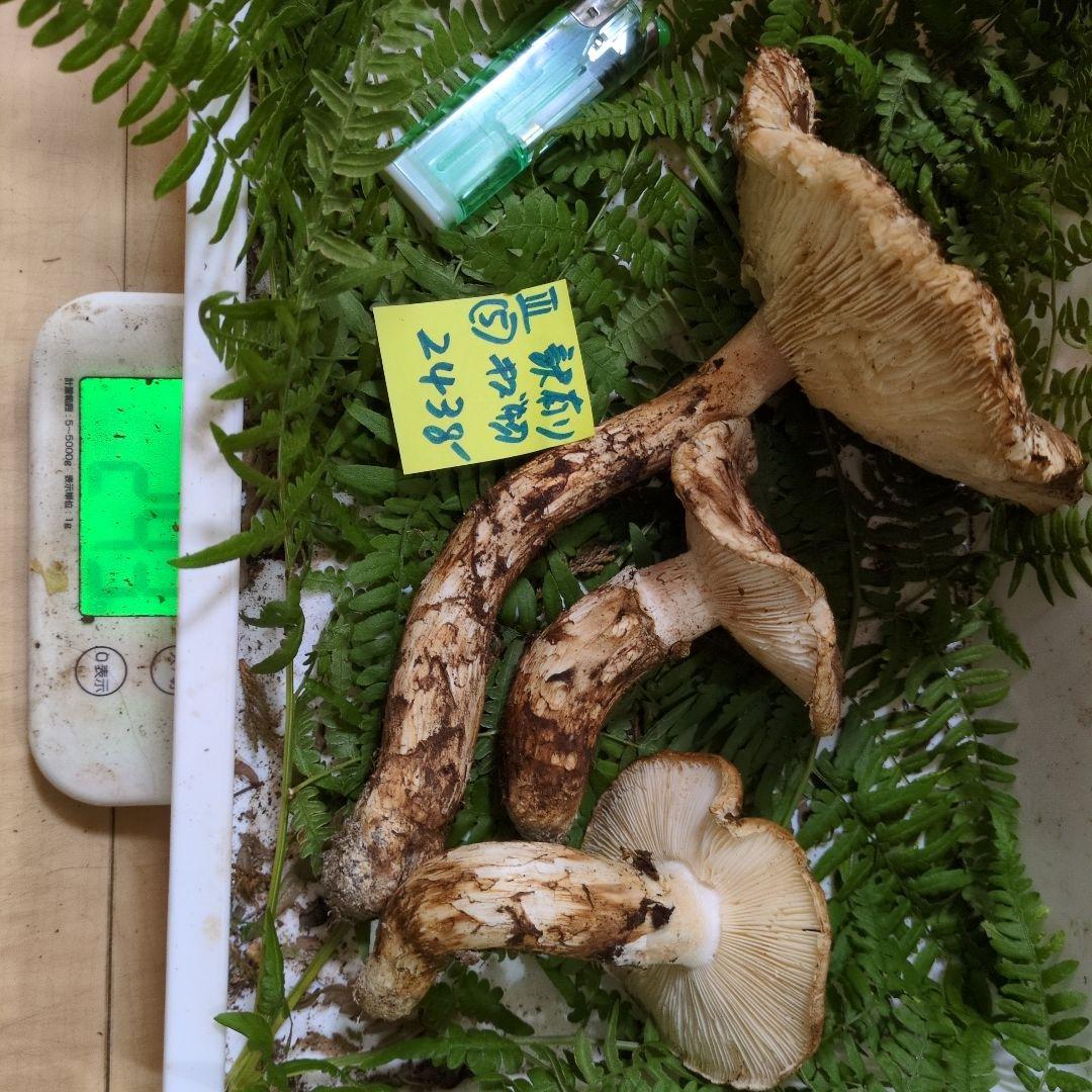 和歌山松茸　新鮮朝市　訳有り傷物　243㌘