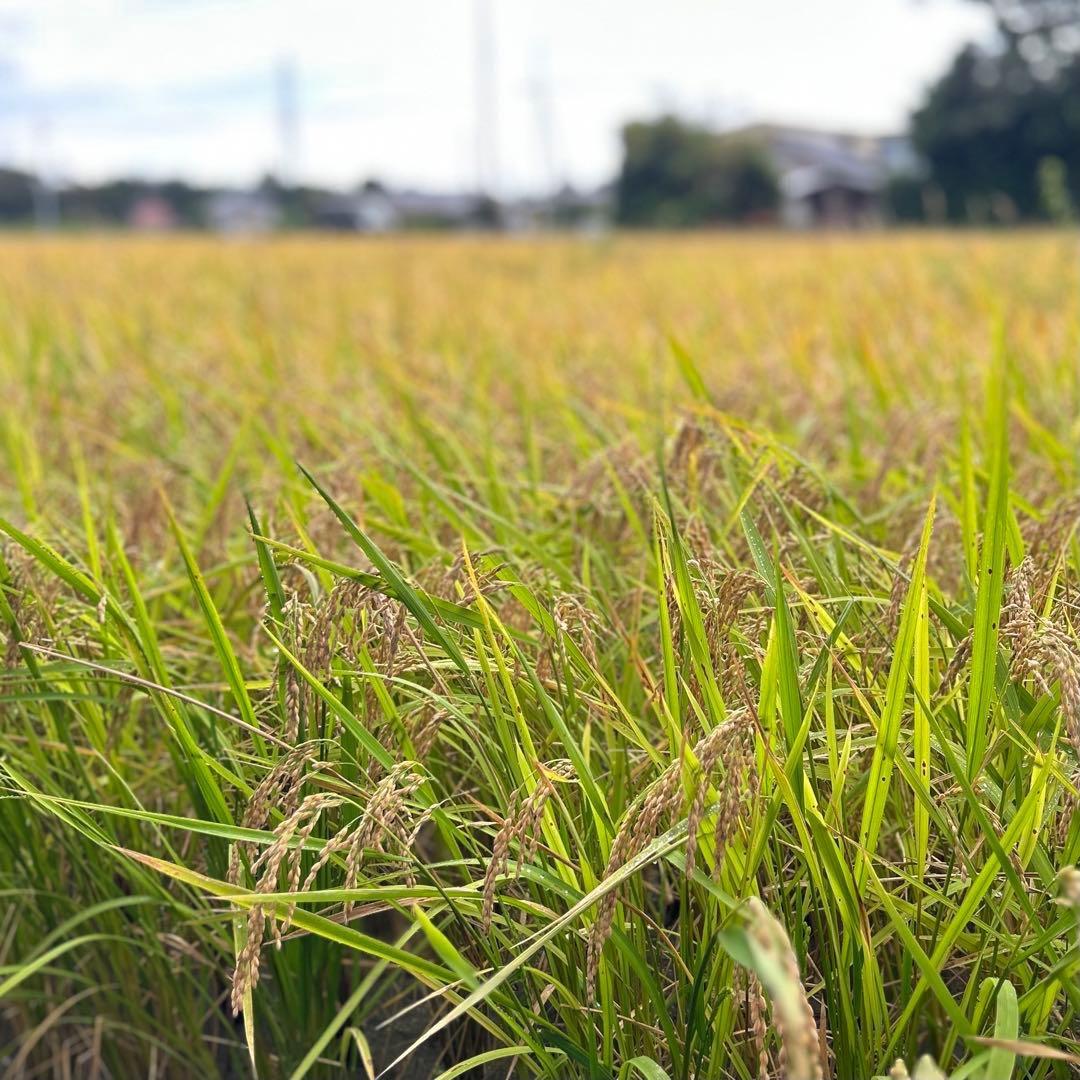 ⚫︎農家直送 玄米12㎏ 農薬不使用 有機栽培 天日干し お米 静岡より