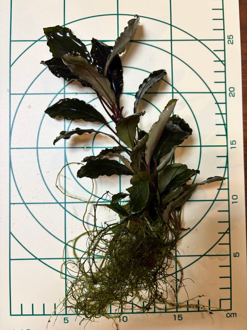 Bucephalandra sp. Blue Purple 大株