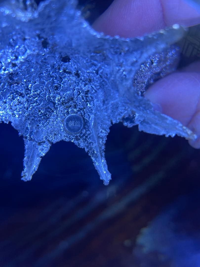 純銀製　松　ガラスケース付き