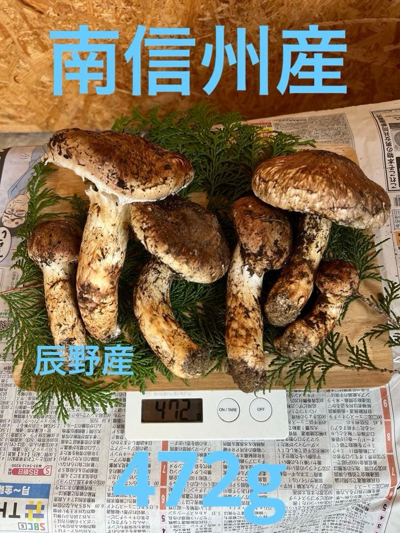 10月18日　信州産　長野県産　松茸　472g 6本　辰野産
